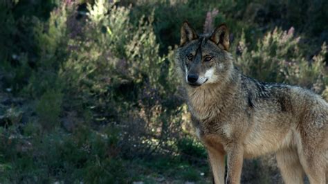 huella lobo|Tras la huella del lobo – El Lobo Ibérico: Canis lupus signatus